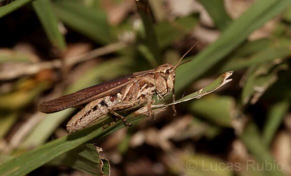 Orphulella punctata (De Geer 1773) resmi