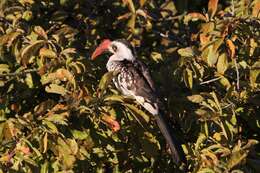 Image of Tanzanian Red-billed Hornbill