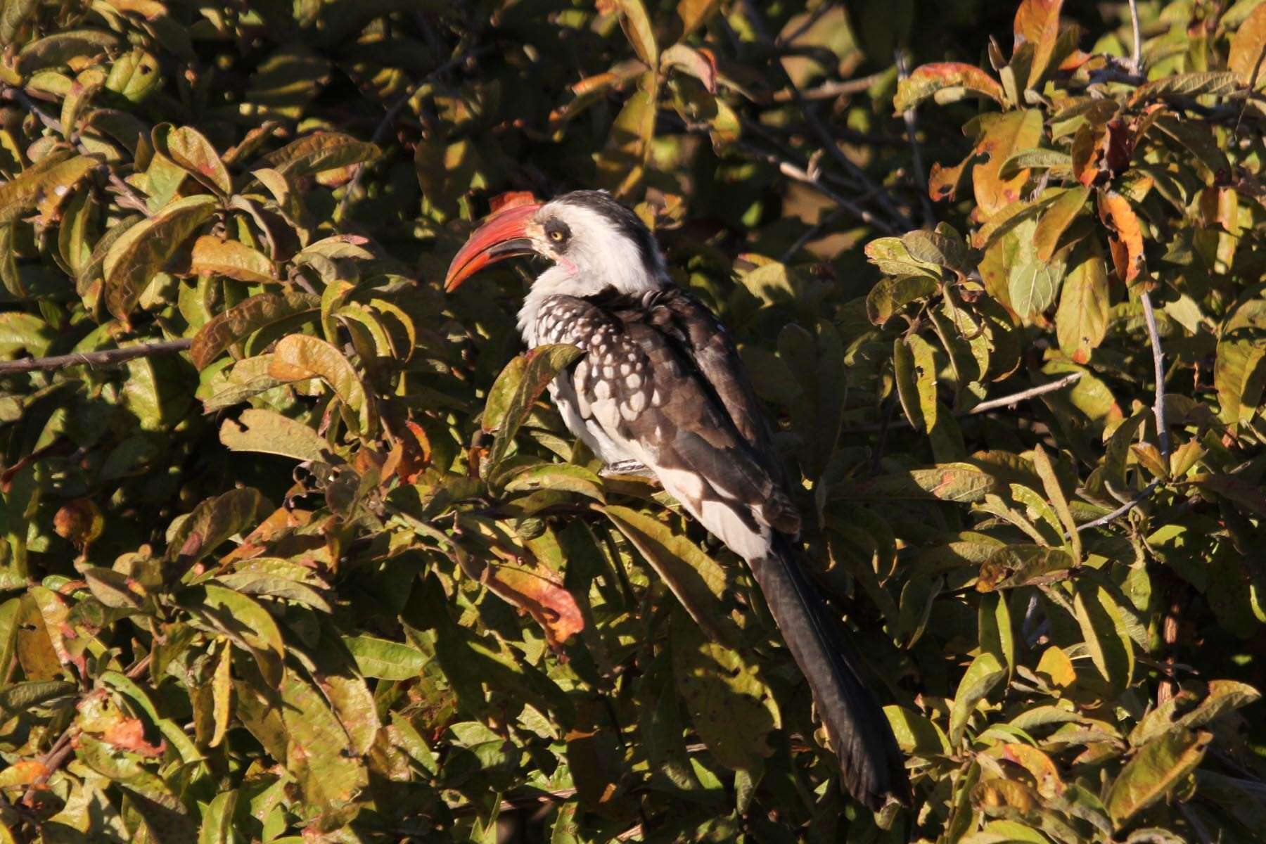 Image of Tanzanian Red-billed Hornbill