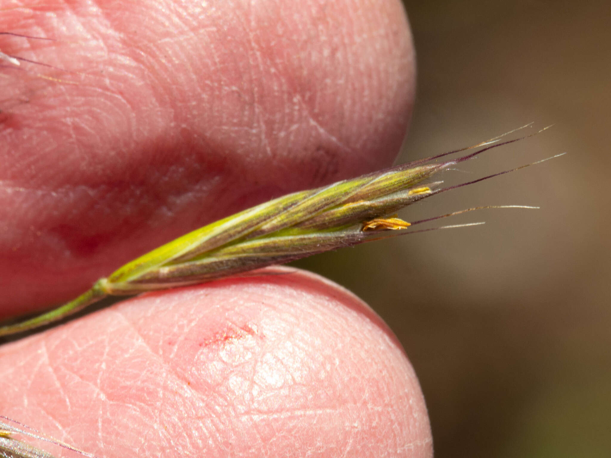 Imagem de Bromus arizonicus (Shear) Stebbins