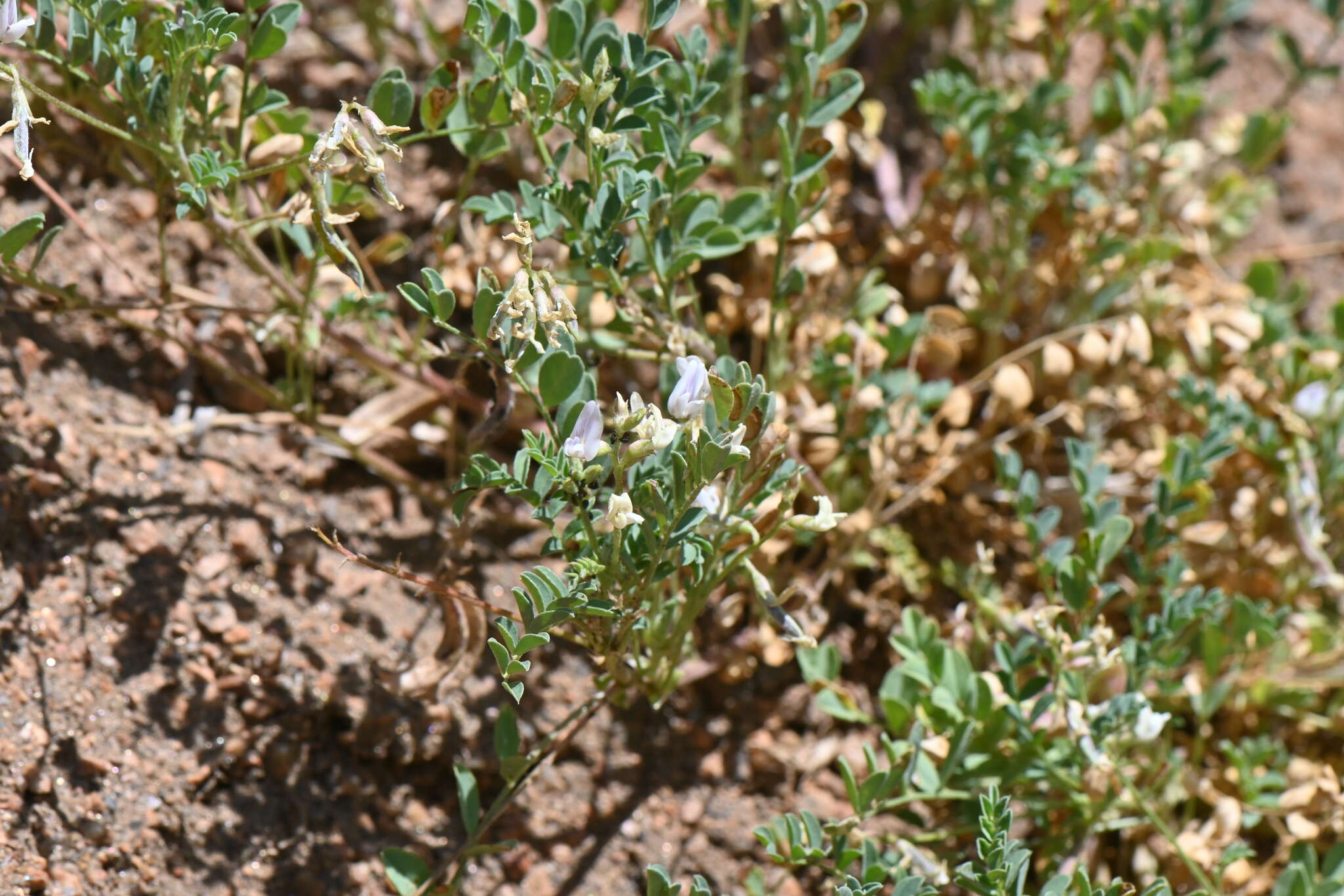 Image of Front Range milkvetch