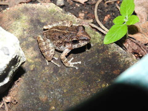 Image of Craugastor rupinius (Campbell & Savage 2000)