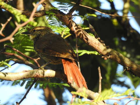 Image of Buff-browed Foliage-gleaner