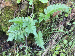 Polypodium calirhiza S. A. Whitmore & A. R. Smith的圖片