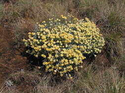 Imagem de Helichrysum swynnertonii S. Moore