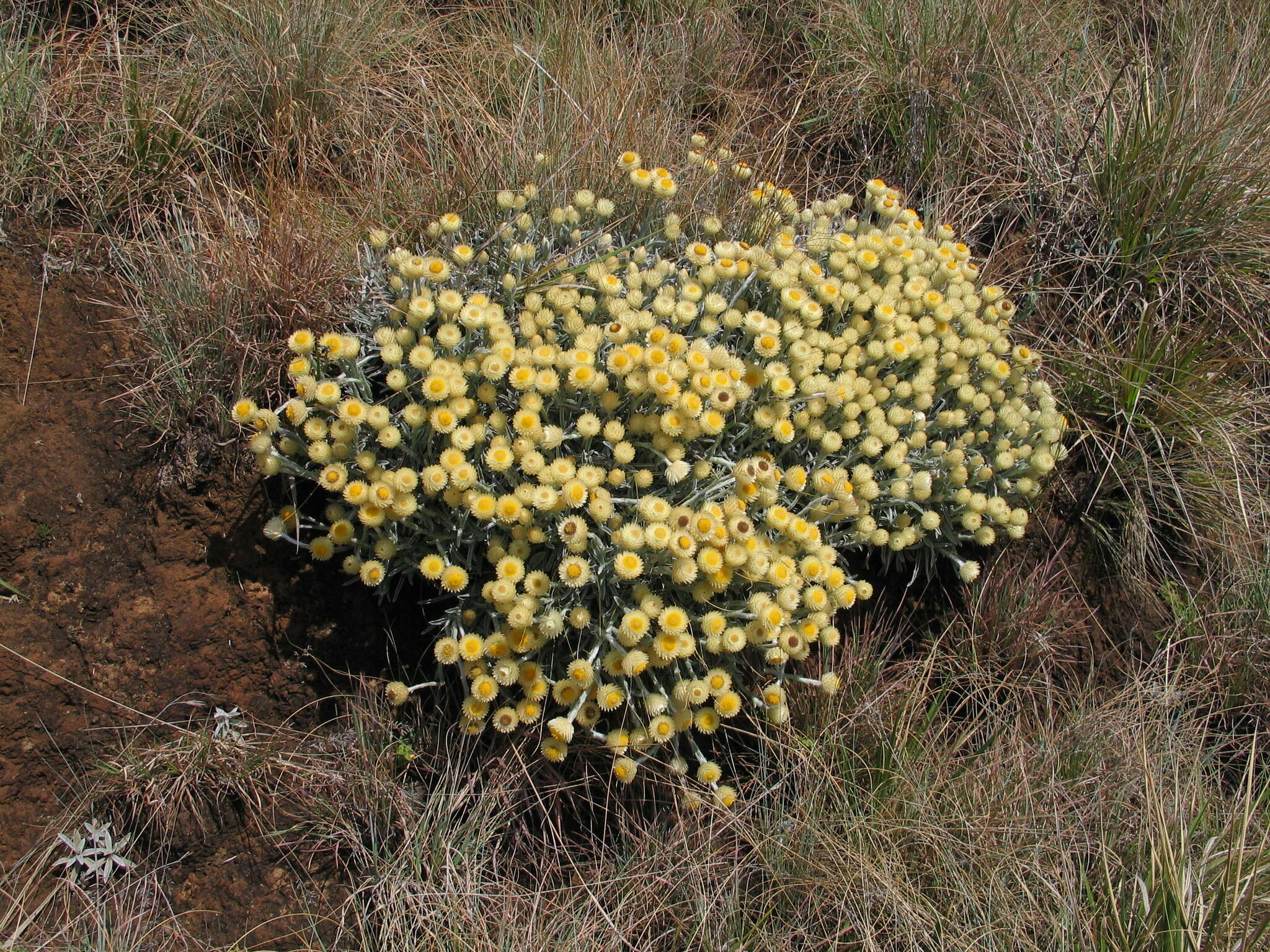 Imagem de Helichrysum swynnertonii S. Moore