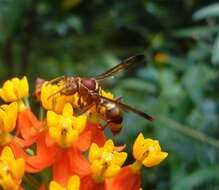 Image of Polistes stigma tamula (Fabricius 1798)