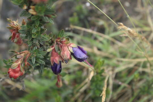 صورة Brachyotum strigosum (L. fil.) Triana