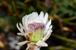 Image de Helichrysum pumilum var. spathulatum A. M. Buchanan