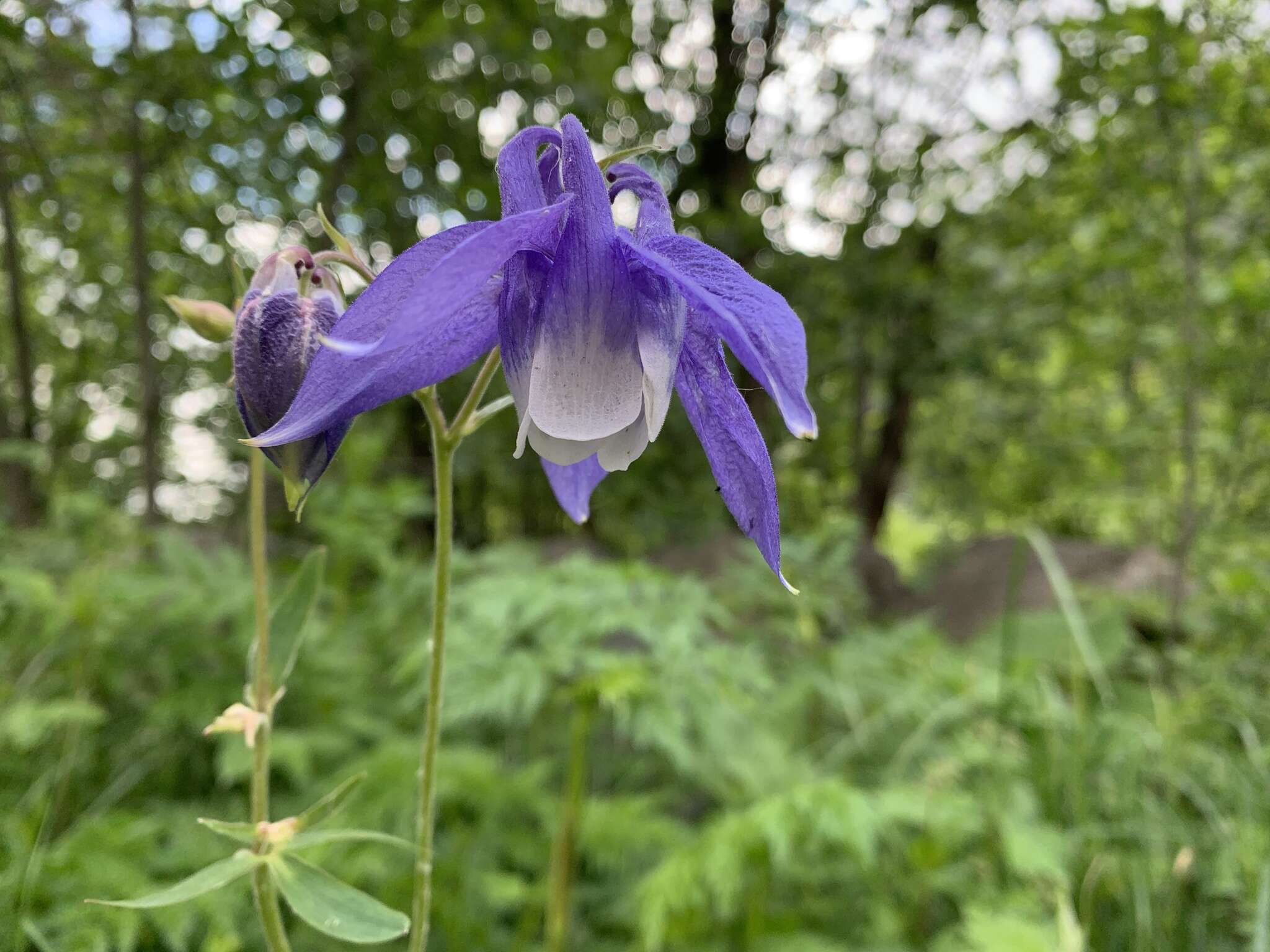 青莲耧斗菜的圖片