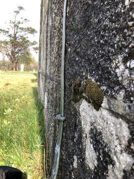 Imagem de Tortella nitida Brotherus 1902