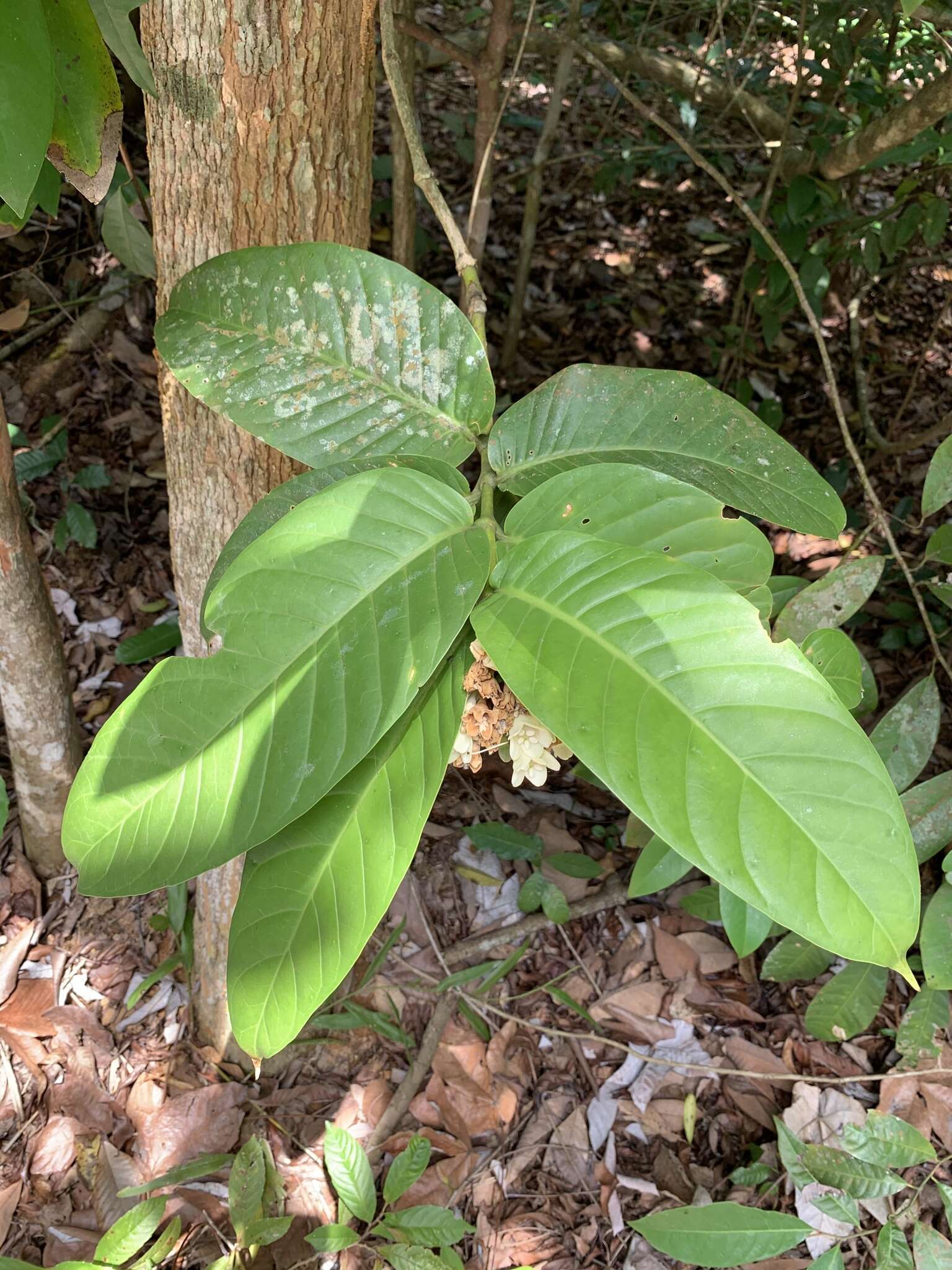 Image of Utania nervosa K. M. Wong & Sugumaran