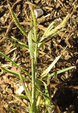 Image of African finger millet