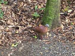 Image of Chiriqui Quail-Dove