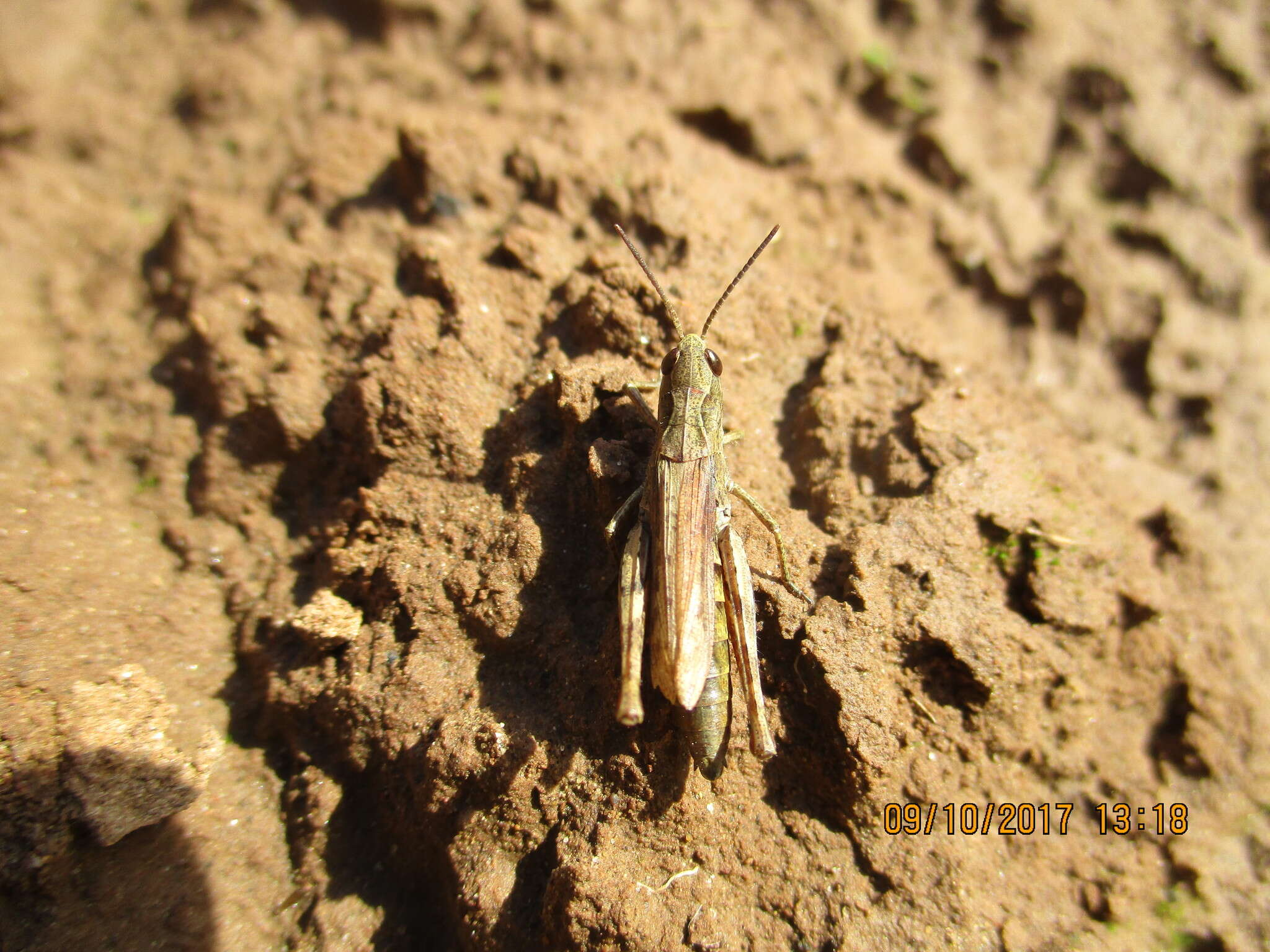 Chorthippus (Glyptobothrus) apricarius (Linnaeus 1758) resmi