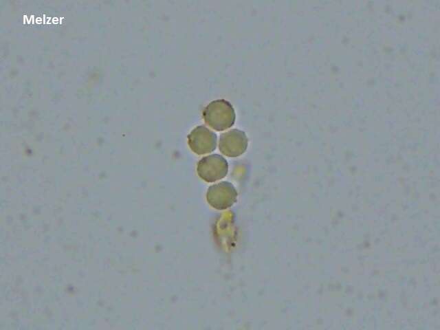 Sivun Dichostereum effuscatum (Cooke & Ellis) Boidin & Lanq. 1977 kuva