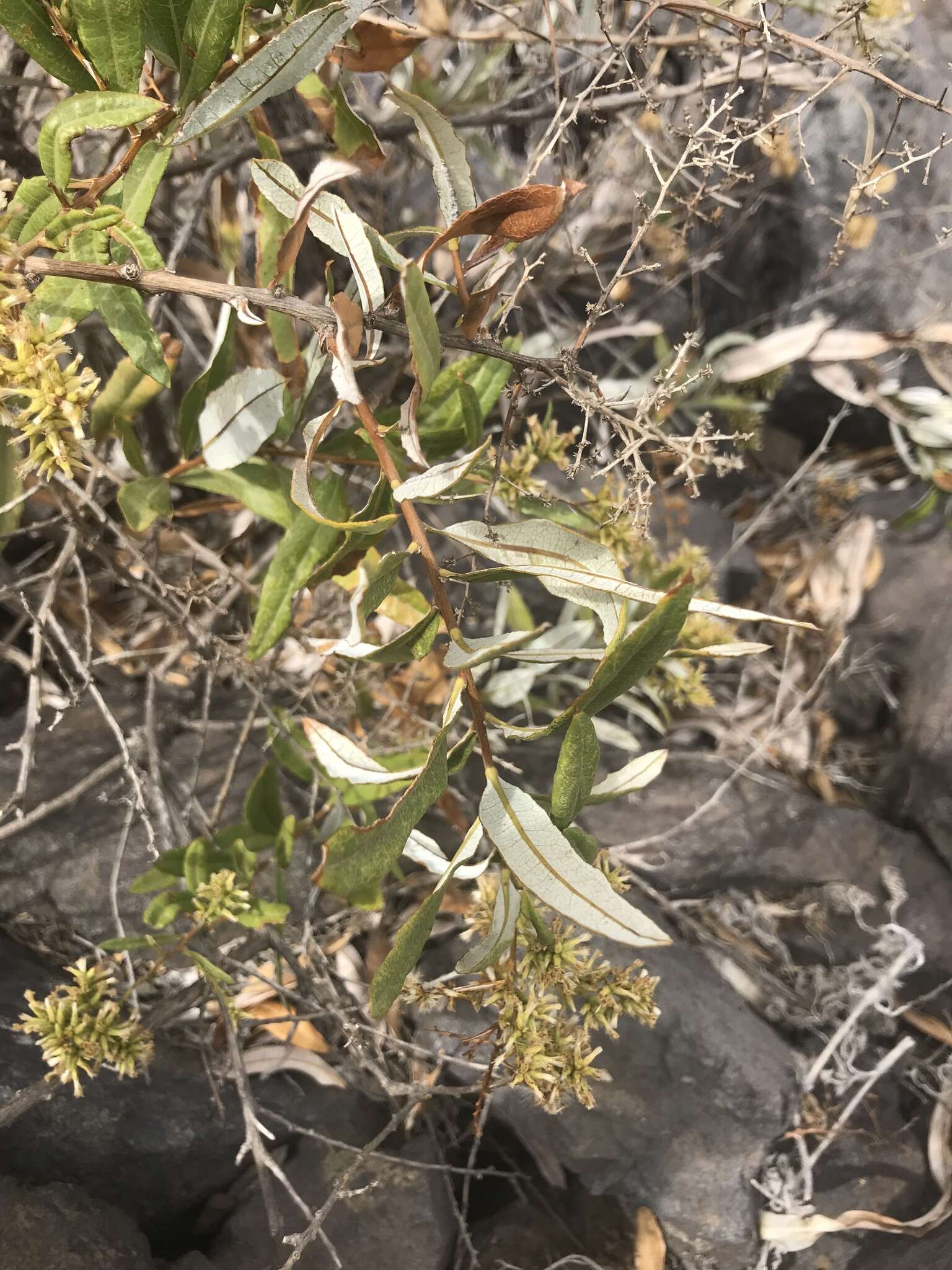 Imagem de Spinoliva ilicifolia (Hook. & Arn.) G. Sancho