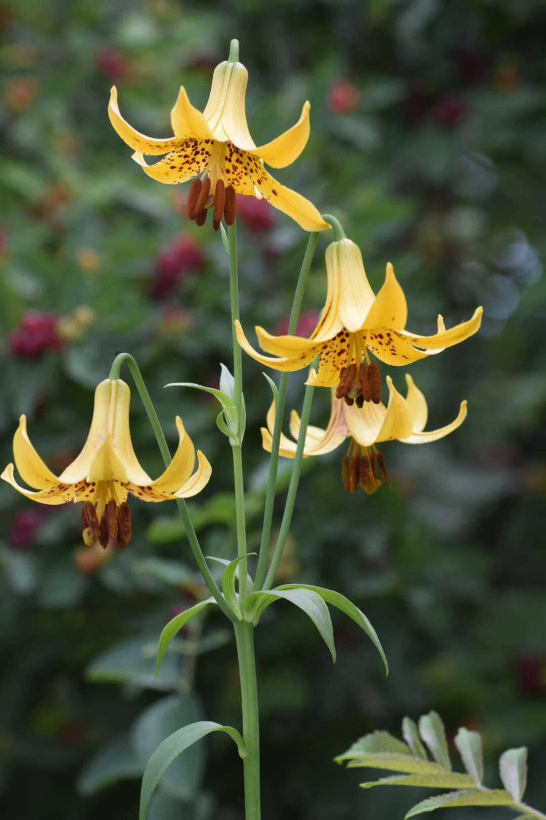 Lilium canadense L. resmi