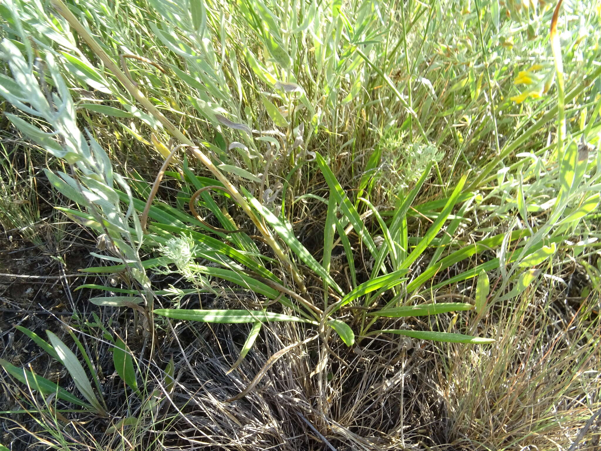 Image of Jurinea multiflora (L.) B. Fedtsch.