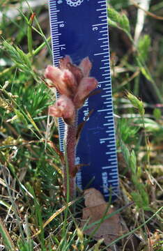 Imagem de Orobanche caryophyllacea Sm.