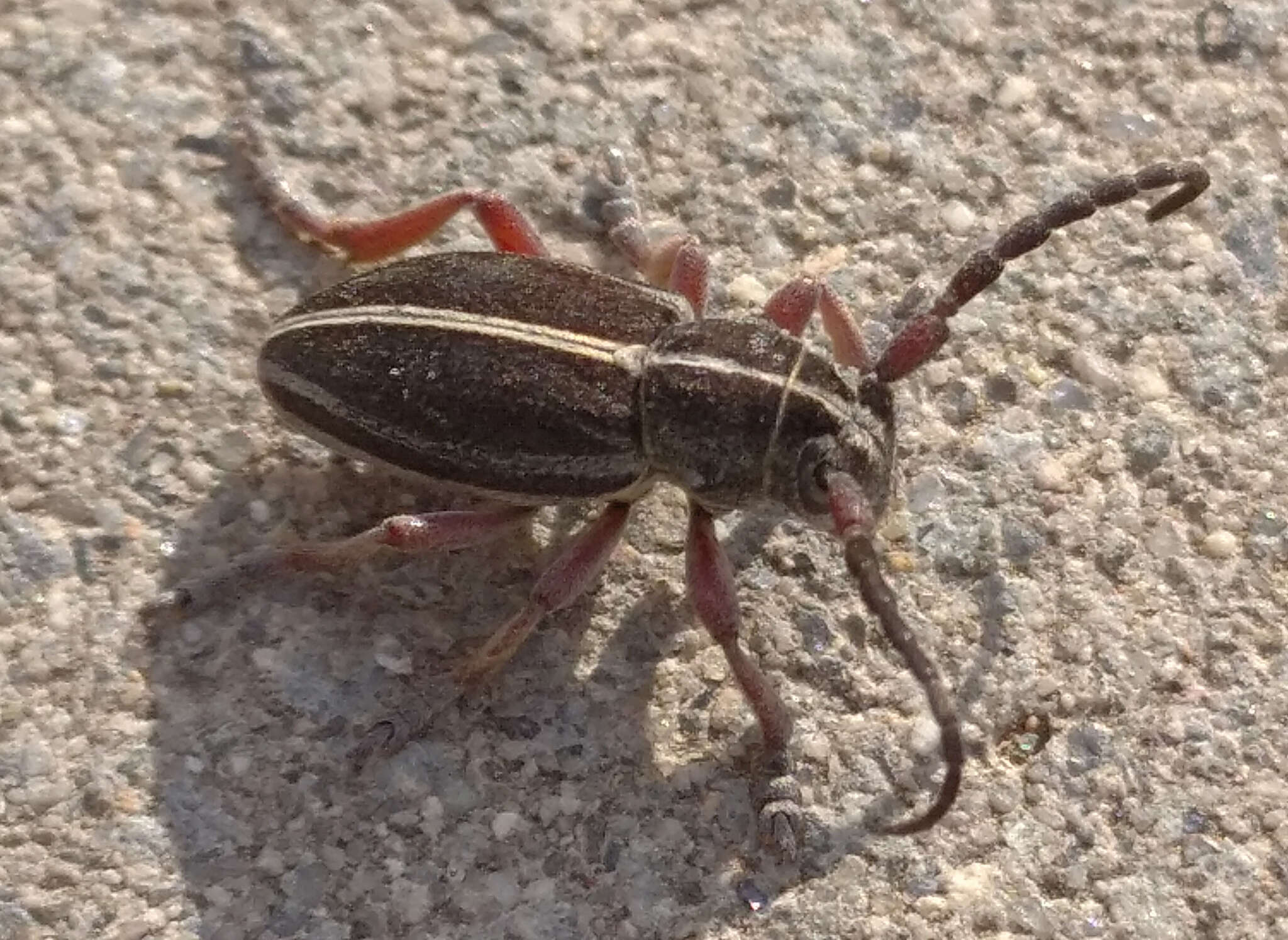 Image of Dorcadion (Cribridorcadion) tauricum Waltl 1838