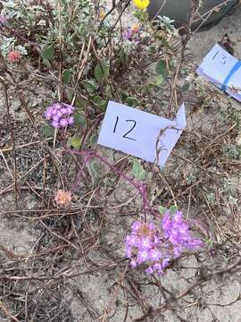 Image of pink sand verbena