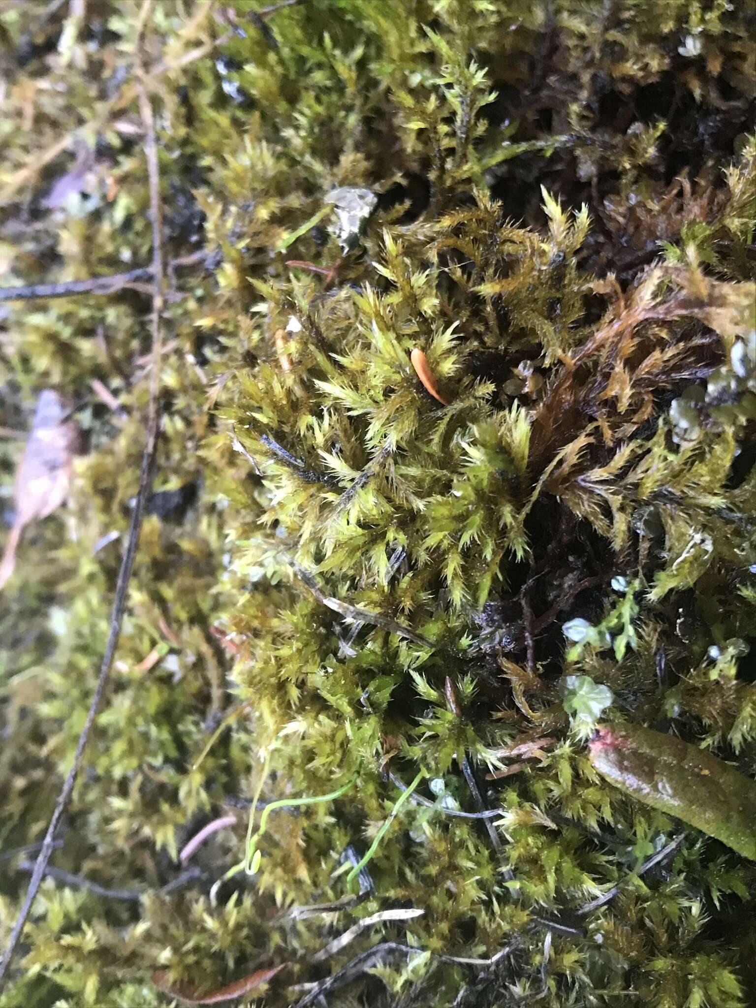 Image of tomentypnum moss