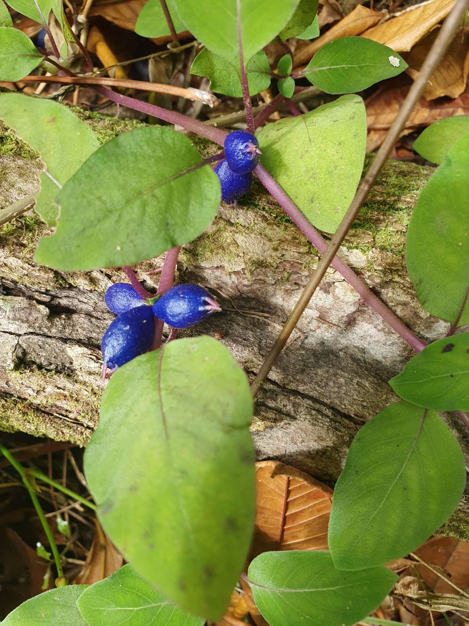 Image of yerba de guava