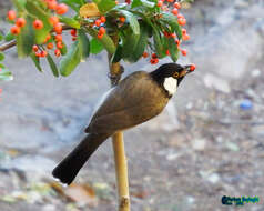 Image of White-eared Bulbul