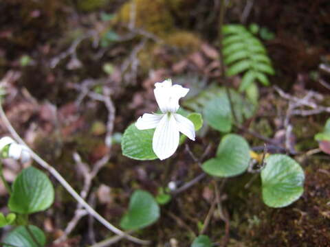 Image de Viola kauaensis A. Gray