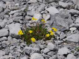 Imagem de Helianthemum alpestre (Jacq.) DC.