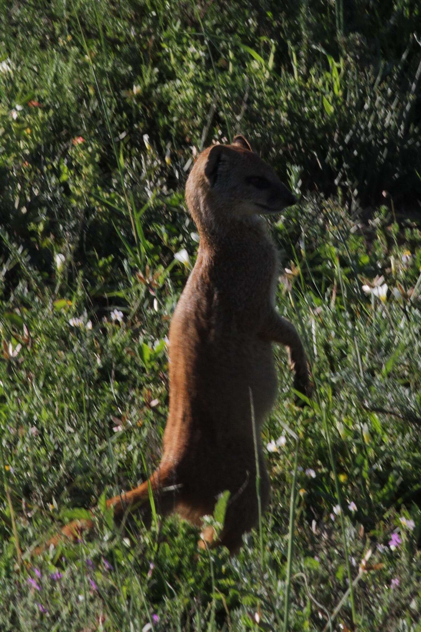 Image of Yellow Mongoose