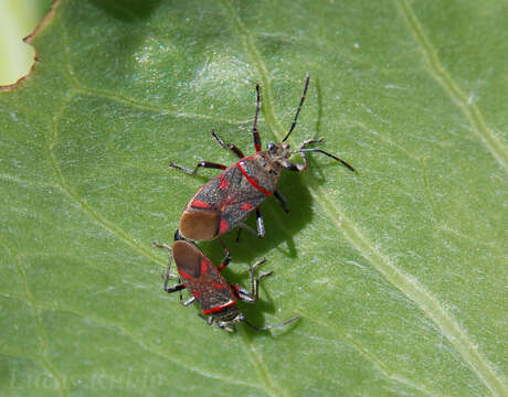 Imagem de Acinocoris