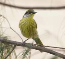 Image of Varied Honeyeater