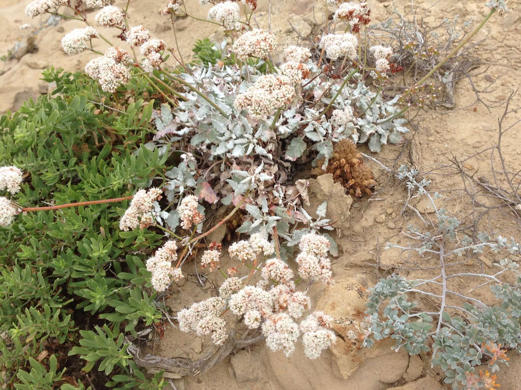 Image of Parish's broomrape