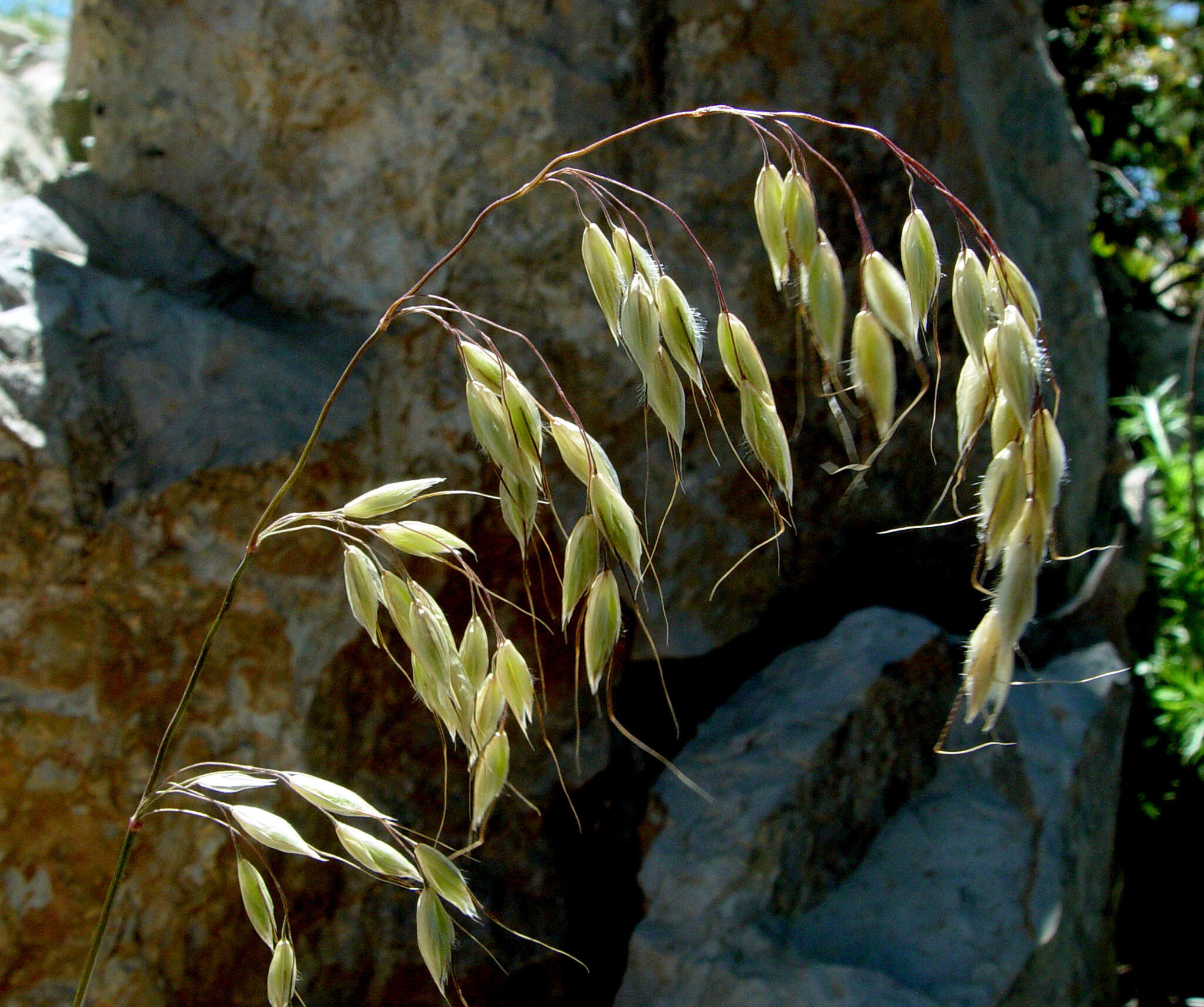 Image of Arrhenatherum palaestinum Boiss.