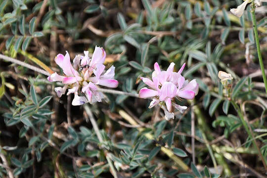 Слика од Onobrychis alba (Waldst. & Kit.) Desv.