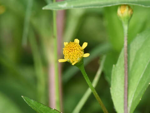 Image of Acmella uliginosa (Sw.) Cass.