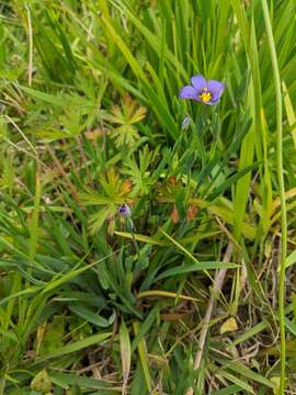 Sisyrinchium bermudiana L.的圖片