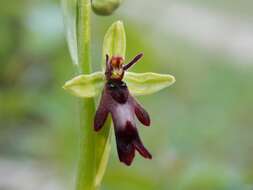 Слика од Ophrys insectifera subsp. insectifera