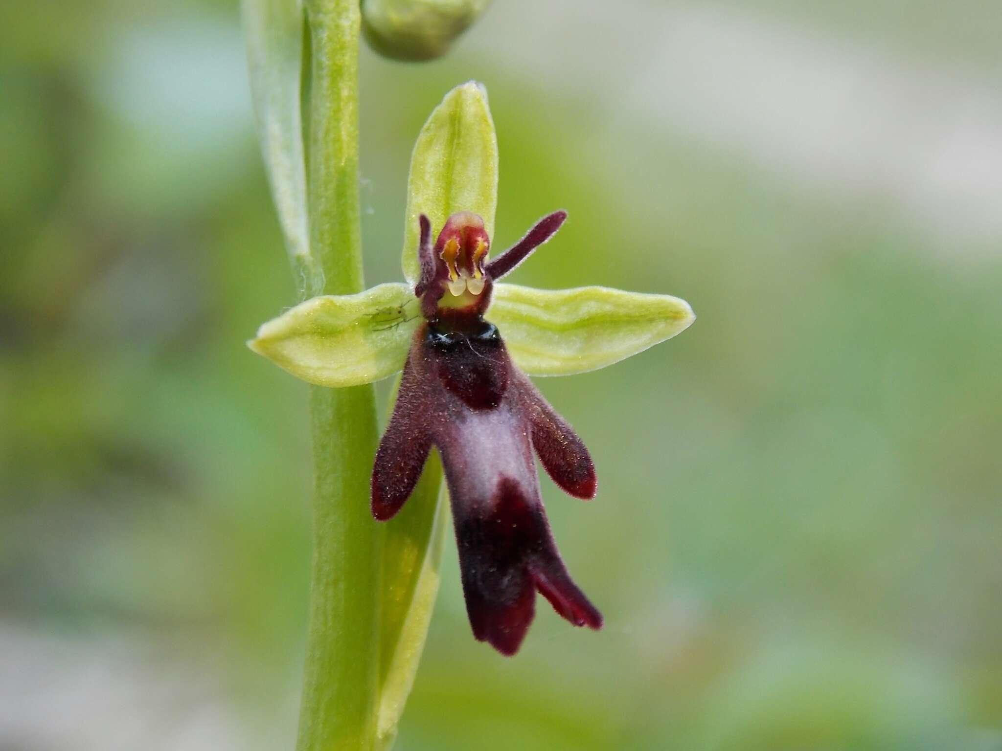 Image of Ophrys insectifera subsp. insectifera