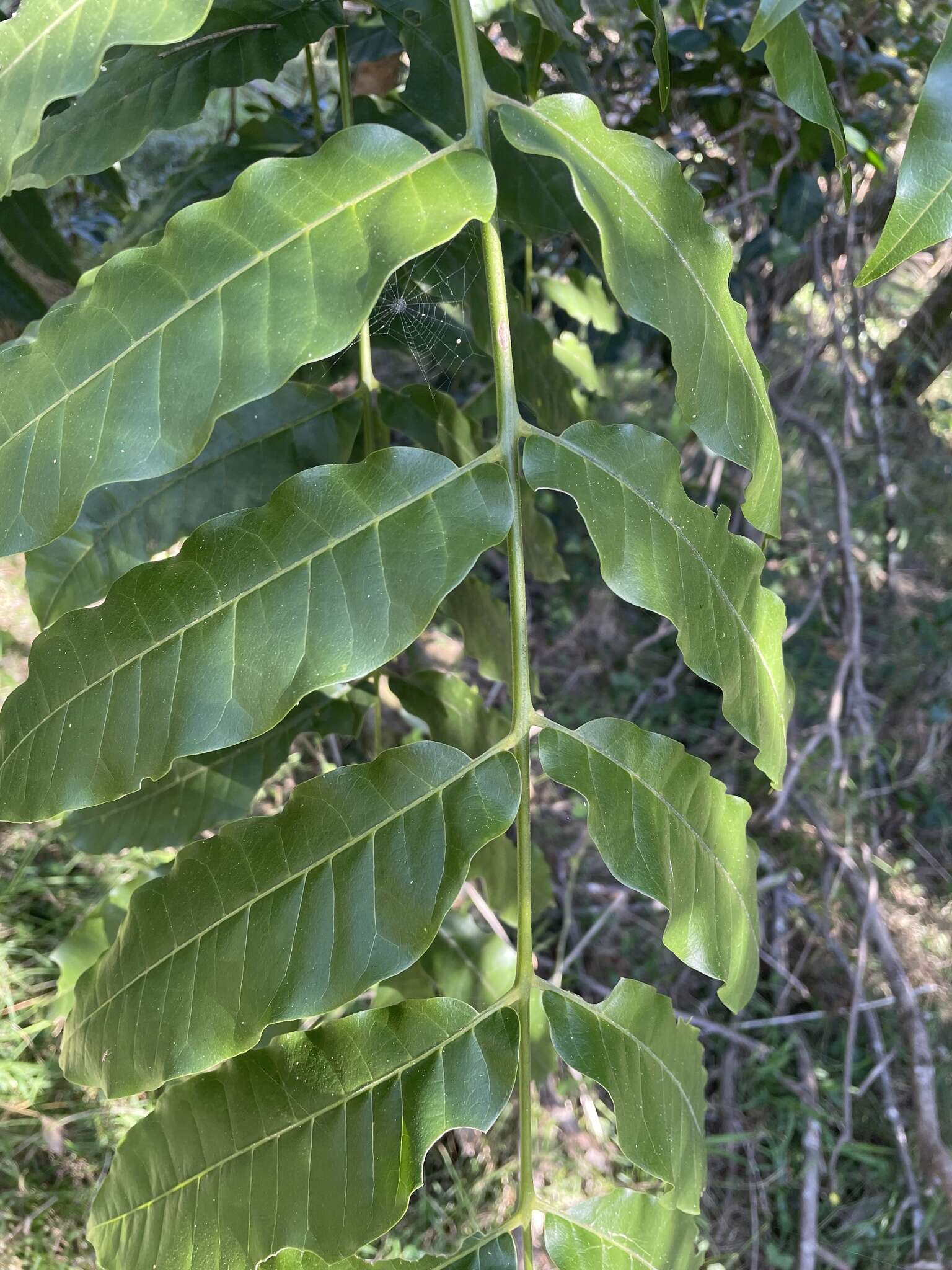 Dysoxylum mollissimum subsp. molle (Miq.) D. J. Mabberley的圖片