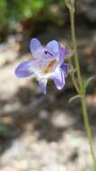 Image of Apache beardtongue