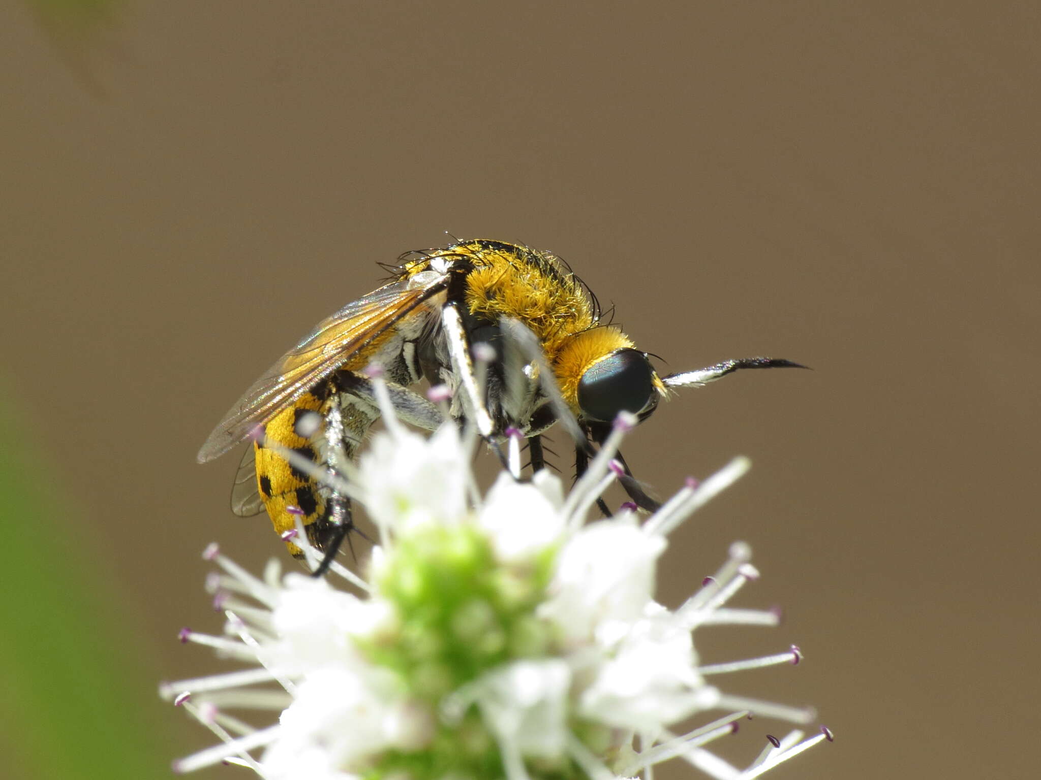 Image of Toxophora fasciculata (Villers 1789)