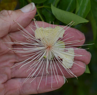 Image de Capparis lucida (DC.) R. Br. ex Benth.