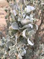 Image de Atriplex nummularia subsp. nummularia