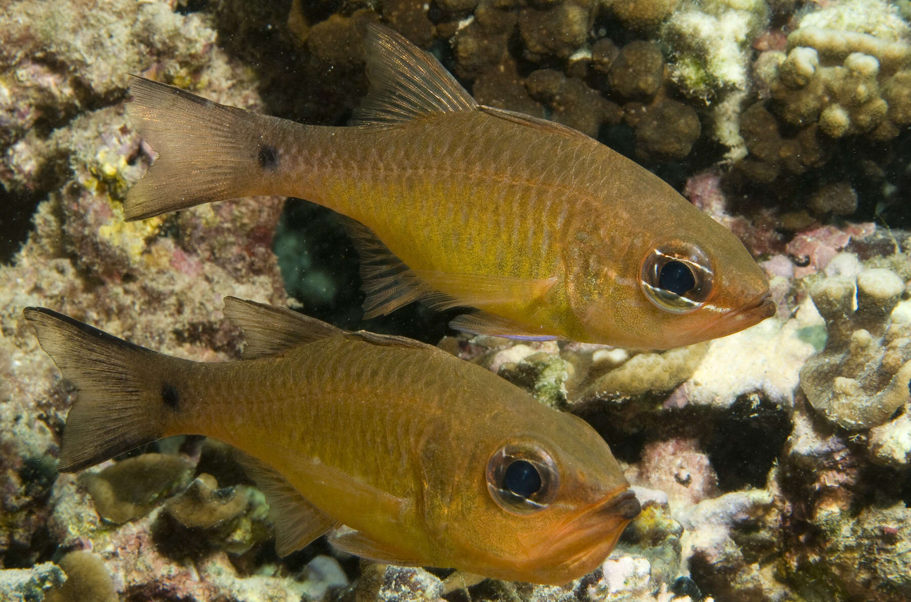 Image of Brassy cardinalfish