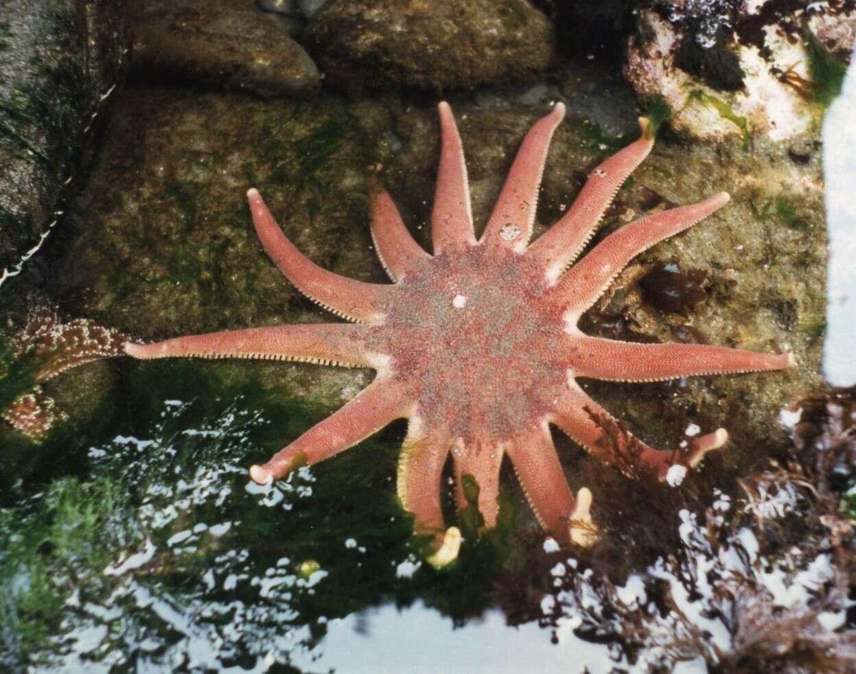 Image of Morning sun star