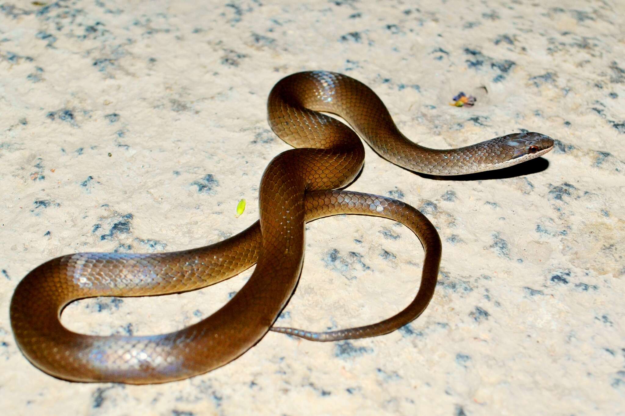 Image of Chiapan Stripeless Snake