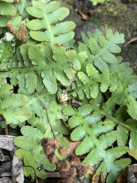 Image of Asplenium phillipsianum (Kümmerle) Bir